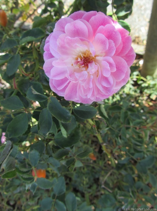 'Aline Rozey' rose photo