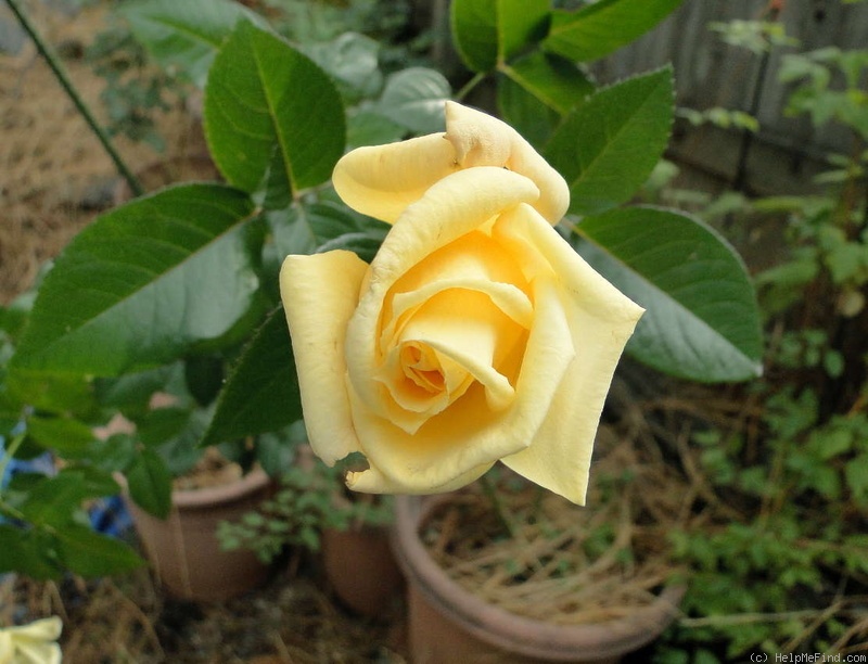 'Super Gold ™' rose photo