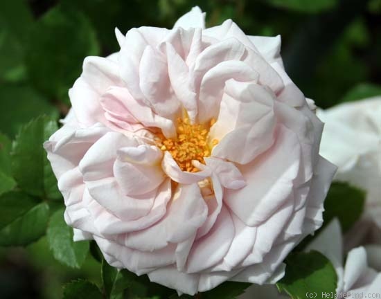 'Ash Wednesday' rose photo