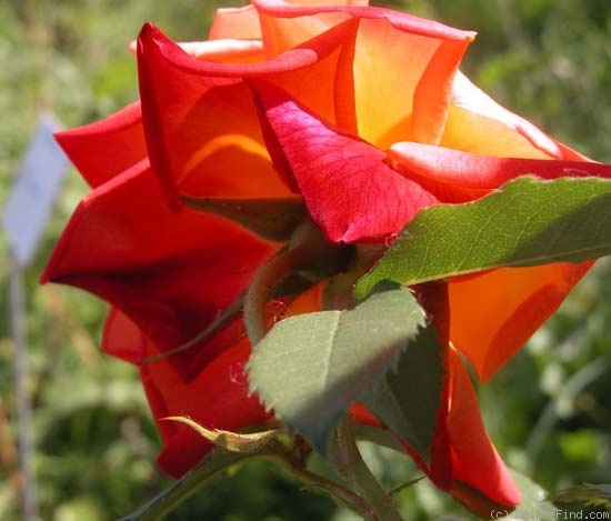 'Joseph's Coat' rose photo
