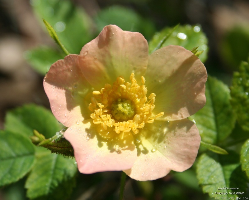 'Lord Penzance' rose photo