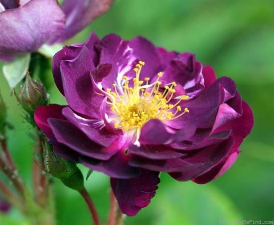 'Violette (Hybrid Multiflora, Turbat, 1921)' rose photo