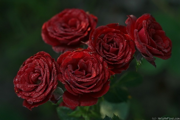 'Tatoo ™' rose photo