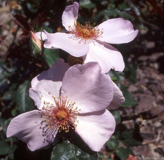 'Lilac Charm' rose photo