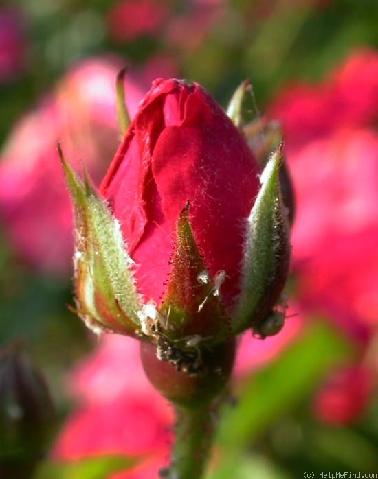 'Red Blanket ®' rose photo
