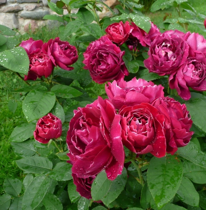 'Baron Giraud de l'Ain' rose photo