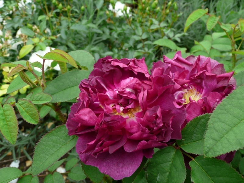 'Indigo (portland, Laffay, pre 1845)' rose photo