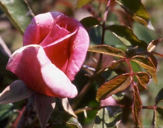'Duke of York' rose photo