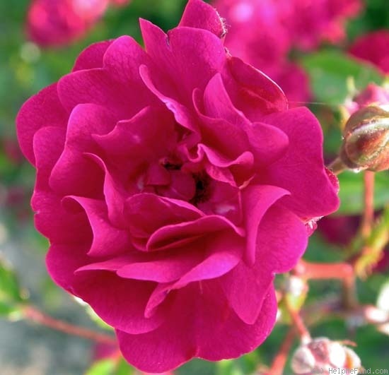 'Fairy Damsel ®' rose photo