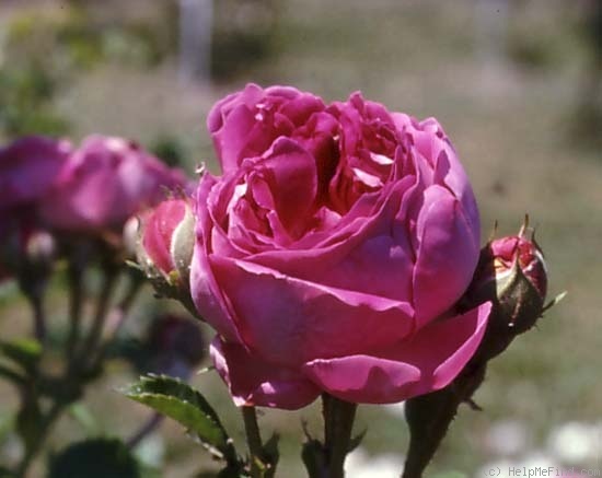 'Great Western (hybrid bourbon, Laffay 1838)' rose photo