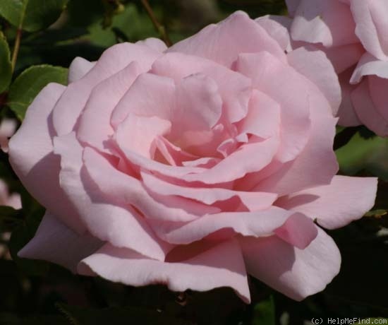 'Kathleen Harrop' rose photo