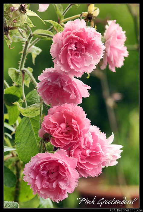 'Pink Grootendorst' rose photo