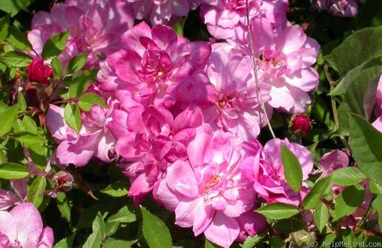 'Pompon de Paris (china, Unknown, 1839)' rose photo
