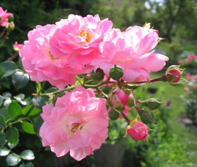 'Satina (patio, Evers/Tantau, 1992)' rose photo