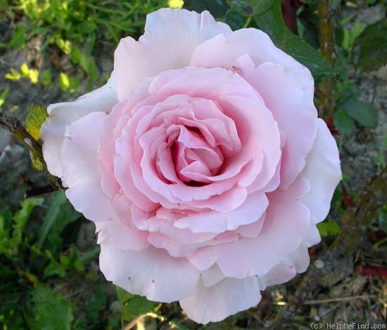 'Anna Pavlova (Hybrid Tea, Beales, 1981)' rose photo