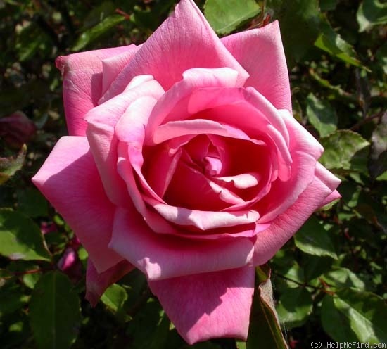 'Madame Lombard' rose photo