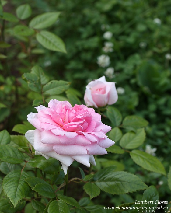 'Lambert Closse' rose photo