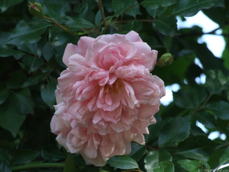 'François Juranville' rose photo