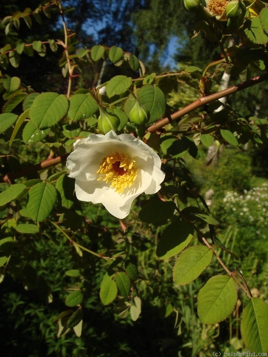 'R. wardii culta' rose photo