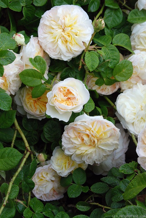 'Marianne (gallica, Barden 2001)' rose photo