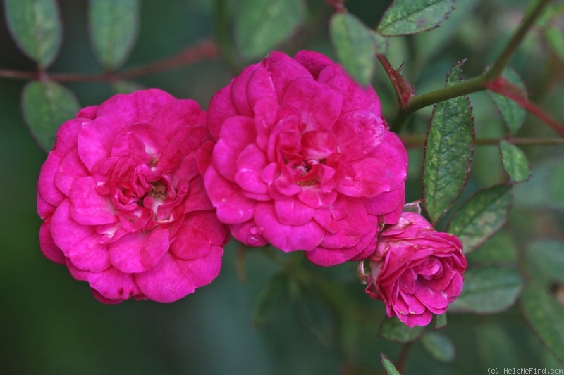 'Cupido (miniature, Maarse)' rose photo