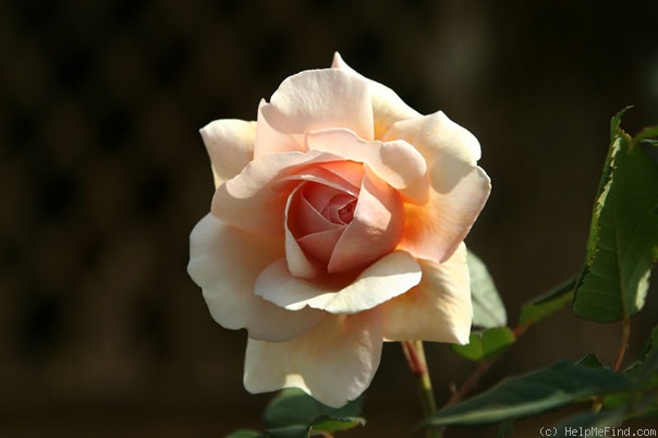 'A Shropshire Lad' rose photo