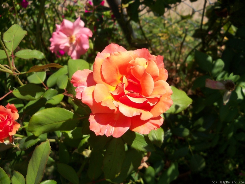 'Tuscan Sun ™' rose photo