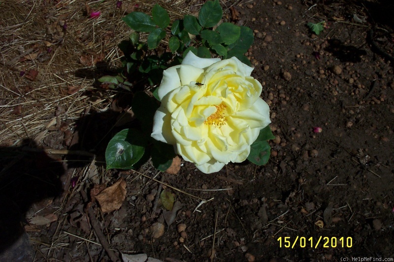 'McGredy's Yellow' rose photo
