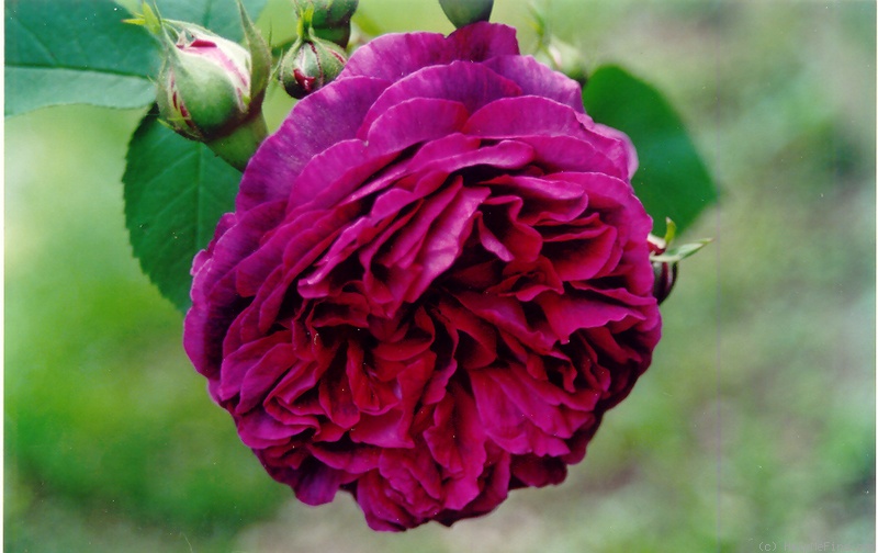 'Erinnerung an Brod' rose photo
