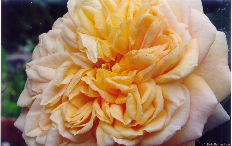 'Alchymist (Rambler, Kordes, 1956)' rose photo