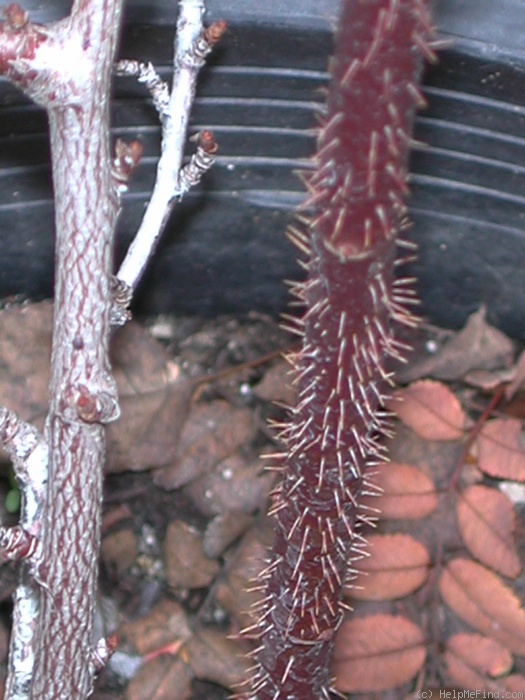 '1-72-1Hugonis' rose photo