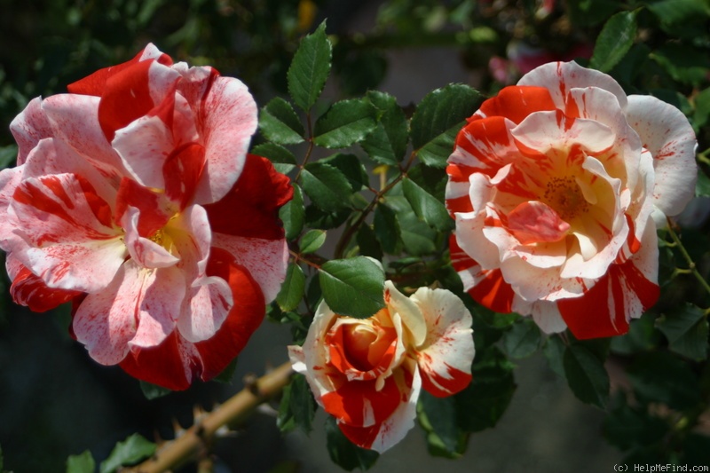 'City of Carlsbad ™' rose photo