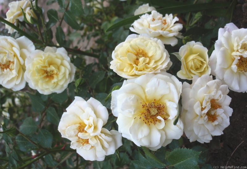 'Oso Easy Honey Bun' rose photo