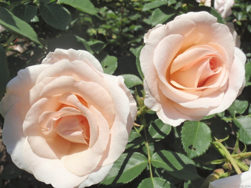 'Pretty Lady ™ (floribunda, Scrivens before 1991)' rose photo
