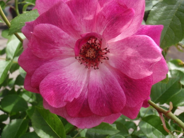 'Brilliant Pink Iceberg' rose photo