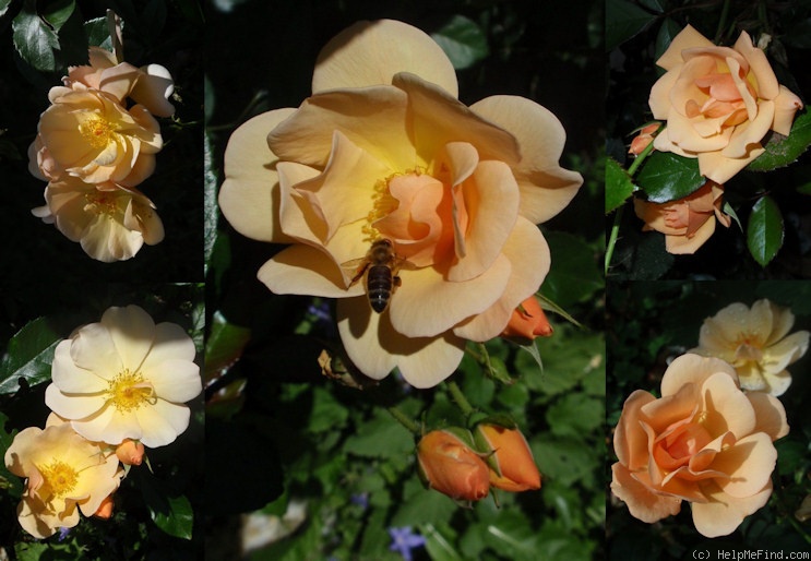 'Amber Sun ® (floribunda, Kordes, 1994/2005)' rose photo