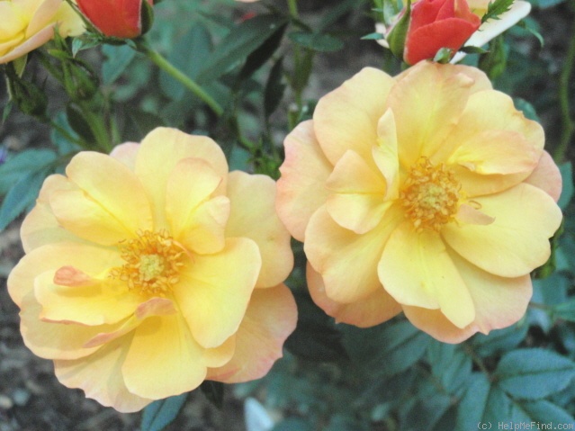'POUlcot010' rose photo