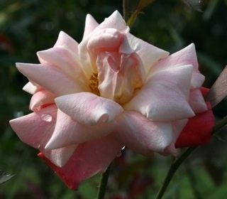 'Bill Bailey' rose photo
