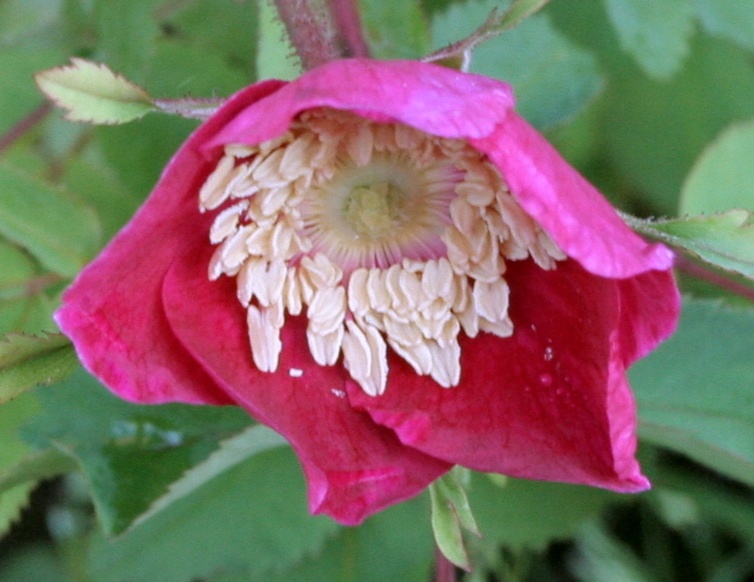 '<I>R. moyesii</i>' rose photo