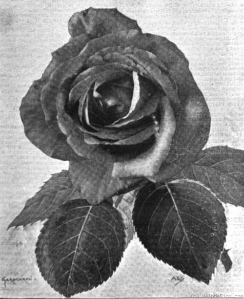 'Suzanne-Marie Rodocanachi (HP, Lévèque, 1883)' rose photo