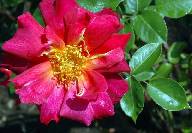 'Böhms Climber' rose photo