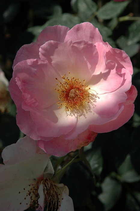 'Elfenreigen' rose photo
