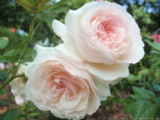 'Morden Blush' rose photo