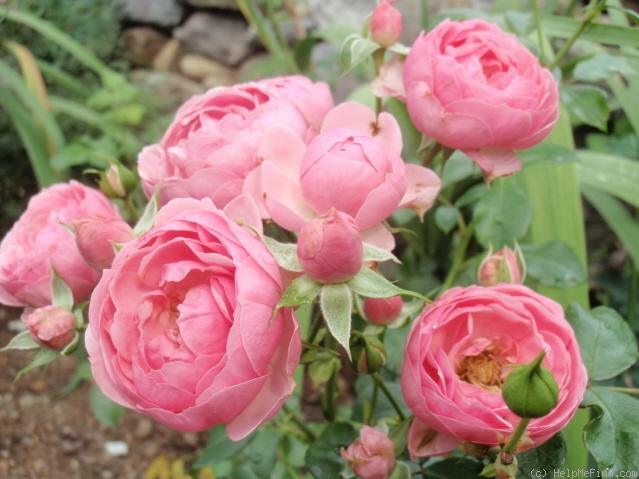 'Pomponella ® (floribunda, Kordes 2005)' rose photo