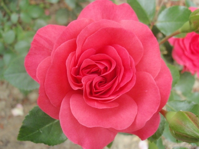'Elveshörn ®' rose photo