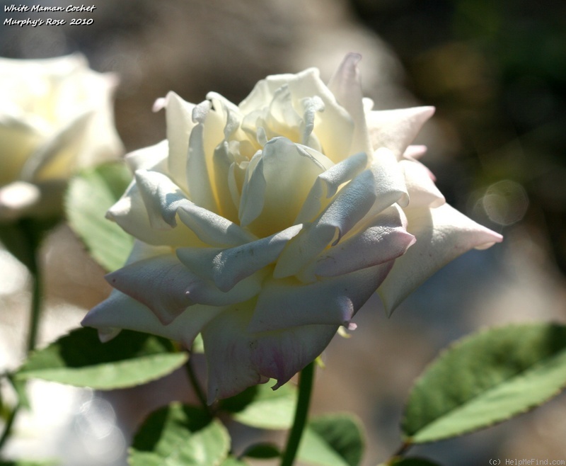 'White Maman Cochet' rose photo