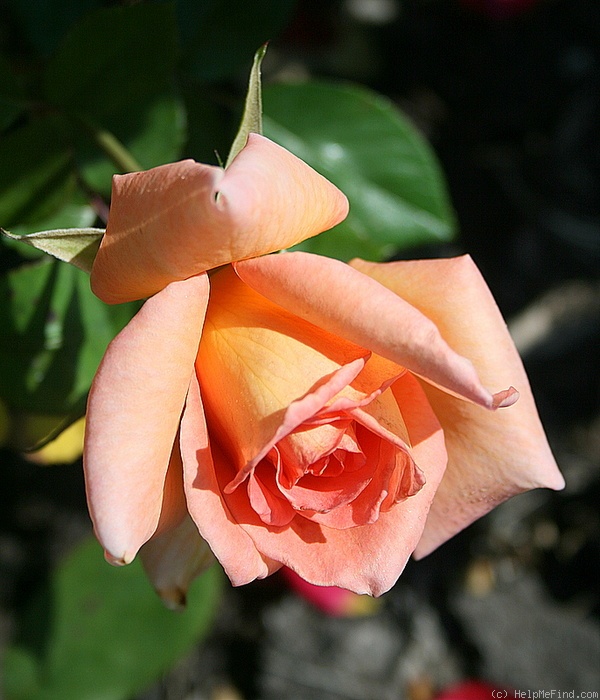 'Sunbonnet Sue' rose photo