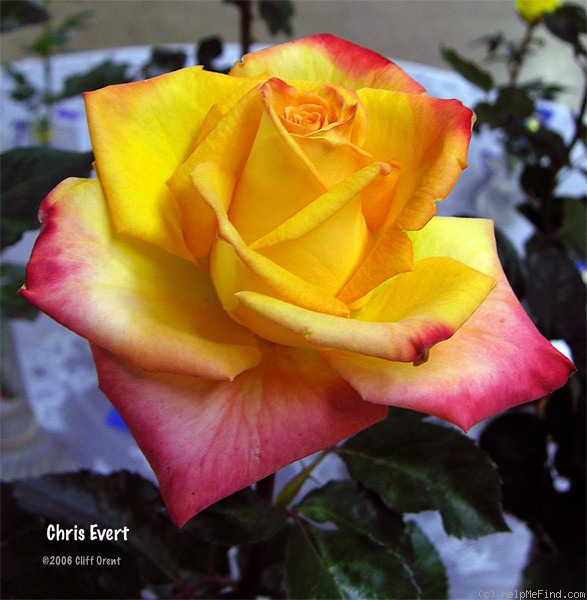 'Chris Evert ™' rose photo