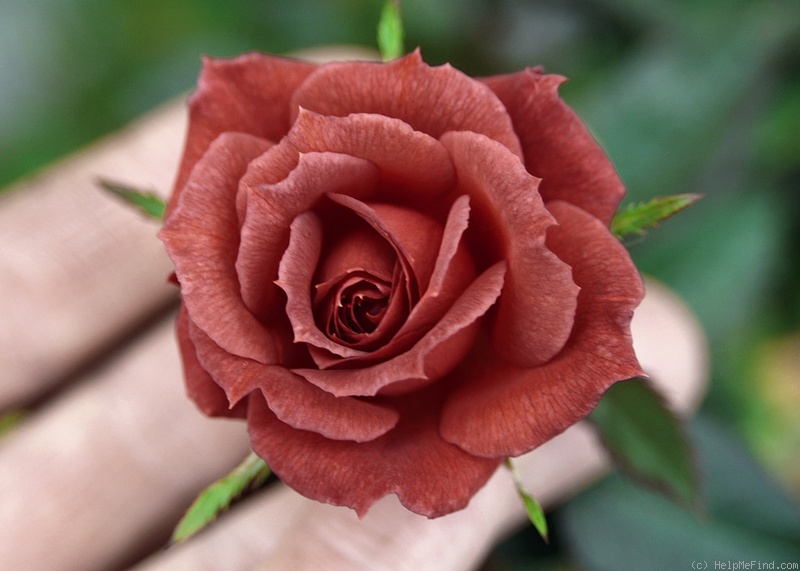 '58-06-07' rose photo
