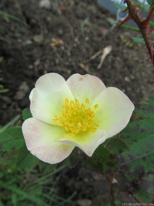 'Paimio' rose photo